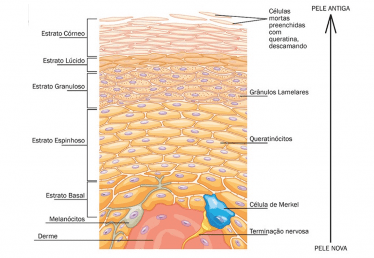Você sabe o que é hipoderme, derme e epiderme?
