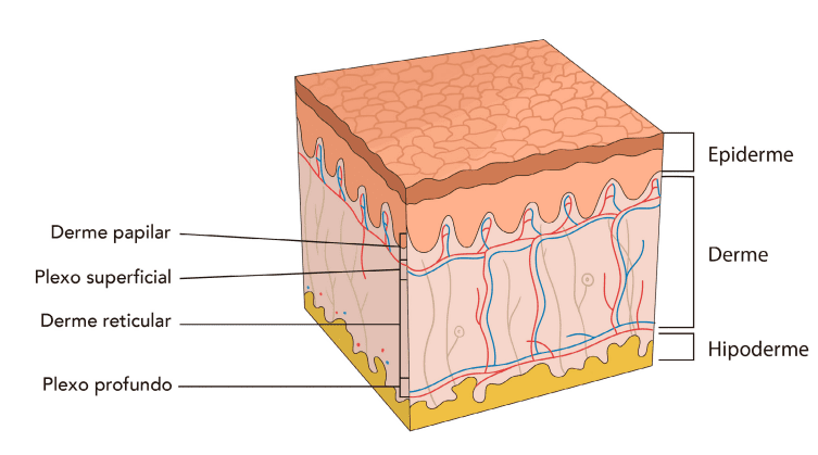 Você sabe o que é hipoderme, derme e epiderme?