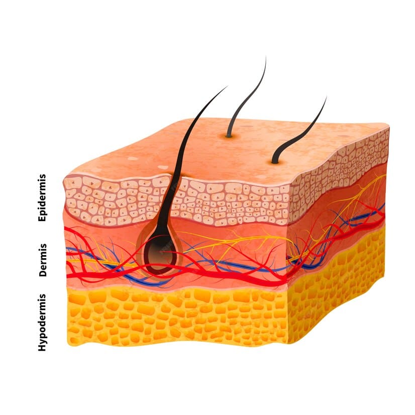 Você sabe o que é hipoderme, derme e epiderme?