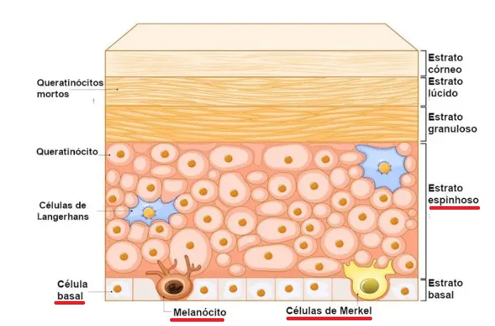 Epiderme: Funções e Importância da Camada Externa da Pele