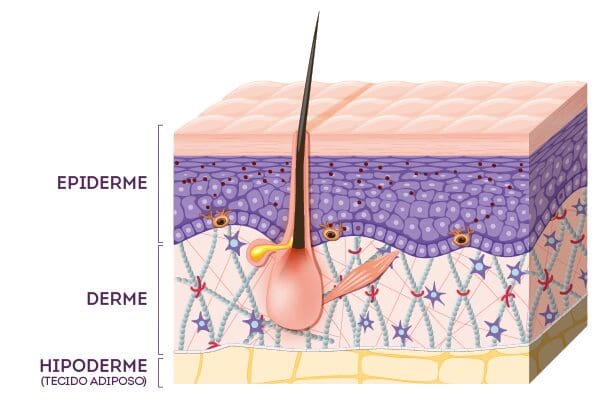 Epiderme: Funções e Importância da Camada Externa da Pele