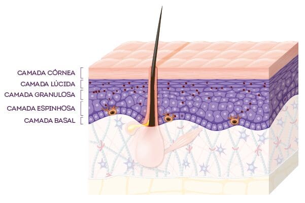 Epiderme: Funções e Importância da Camada Externa da Pele