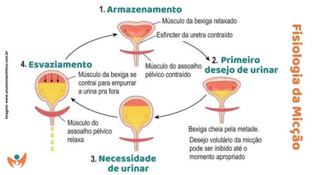 Bexiga Neurogênica: Causas, Sintomas e Tratamentos