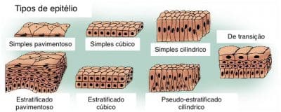 Tecido Epitelial: Tipos, Funções e Importância na Saúde