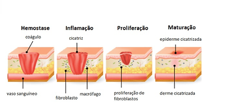 Derme: Estrutura, Funções e Importância