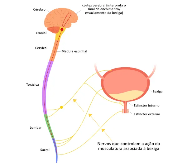 Bexiga Neurogênica: Causas, Sintomas e Tratamentos