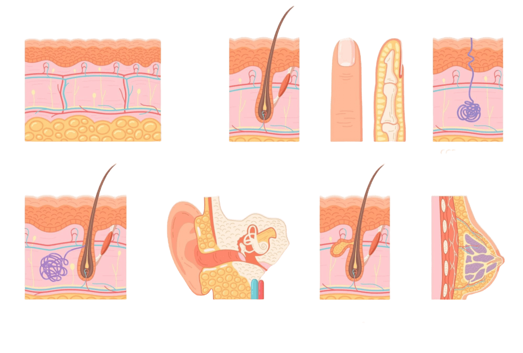 Sistema Tegumentar: O que é, Estrutura e Principais Funções